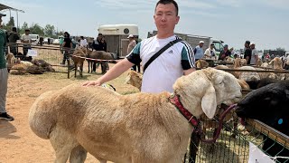 Выстовка овец Кыргызстан Жалал-Абад