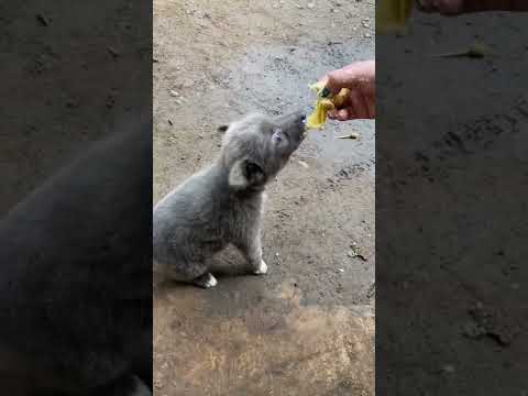 BABY PALANG MALAKAS