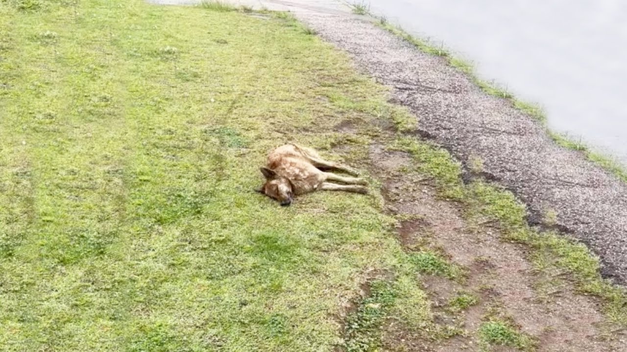 Rescuers Rush to Save a Dog Hit by a Car and Left in the Rain Fighting ...