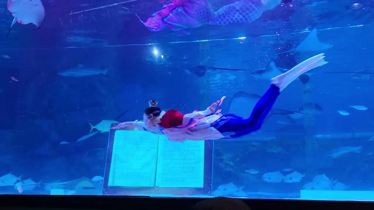 코엑스 아쿠아리움 인어공주 풀영상