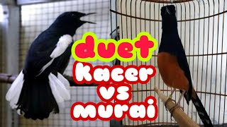 Download Lagu DUET MAUT SIRAJA KICAU (KACER VS MURAI) MASTERAN KHUSUS BURUNG LOMBA biar kuat mental MP3