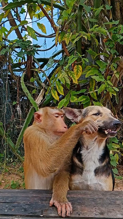 Best Video Best Video Of Animals SokYaa , Phao And ToTo Are Harmony and Fun WILL MAKE YOU SMILE