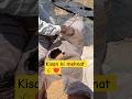 Khet se sona (Gehun) aa gya ghar, Saal bhar ki mehnat rang layi #shorts #khetibadi