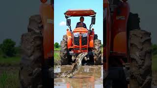 Giant Snake Emerges from Rice Field During Tractor Plowing Shocking Moment Caught Wealth