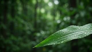The Green Leaves, and The Soft Rain | Smoothing Raining Sounds for Deep Sleep screenshot 2