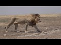 new  lion walking