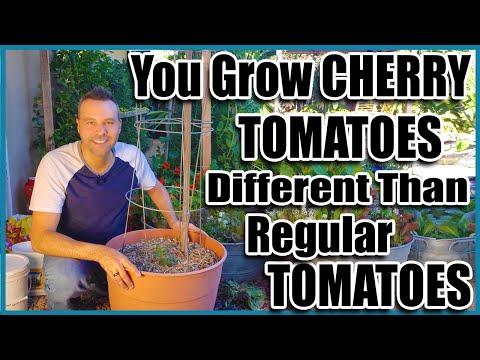 Grow Cherry Tomatoes in a Container