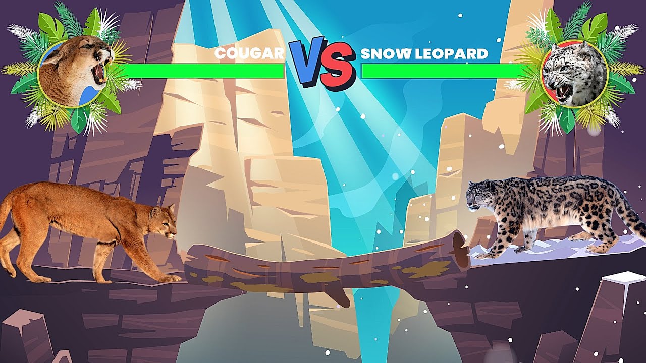 Cougar Vs Snow Leopard - Who Will Win?