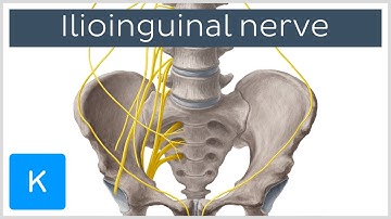 Ilioinguinal Nerve - Course & Innervation - Human Anatomy | Kenhub