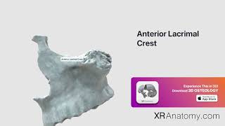 Anterior Lacrimal Crest of Maxilla