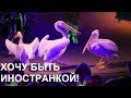 ХОЧУ БЫТЬ ИНОСТРАНКОЙ!