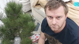 Наряжаю Елку и гавкаю Наряжаю Елку и гавкаю