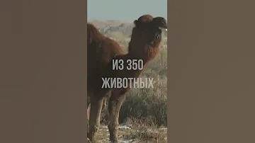 В Великой Отечественной за СССР воевали боевые верблюды