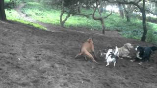 Mar 19 - Marlo, Jeff, Vida, Bella, Lexi, Mackey