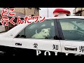 猫ならぬ、迷い犬を保護しました