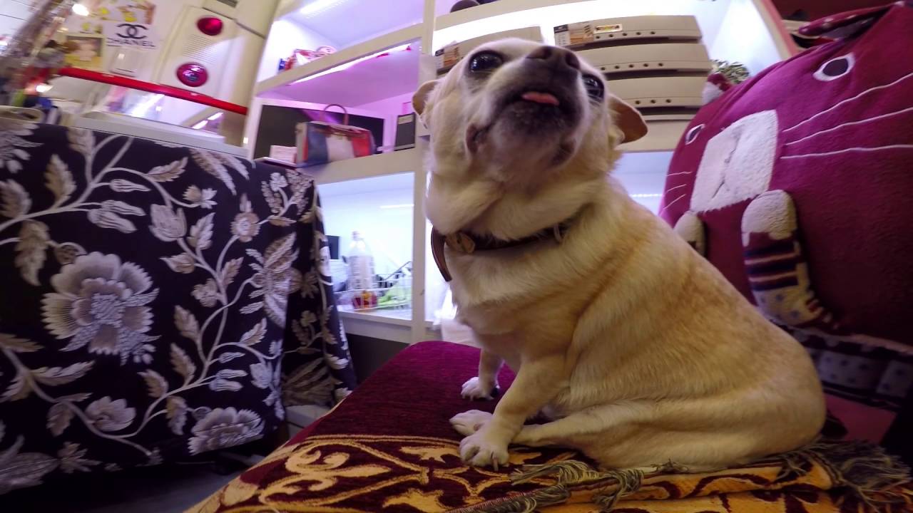 Found the CUTEST Derp Dog in Japan!!!