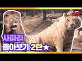 [TV 동물농장 레전드/SUB] 사파리 ‘맹수들의 생존법’ 2탄★ #TV동물농장 #AnimalFarm #SBSstory