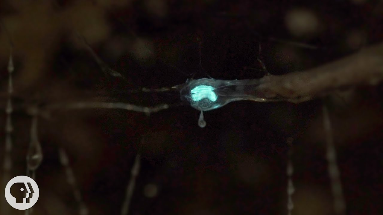 ⁣These Carnivorous Worms Catch Bugs by Mimicking the Night Sky  | Deep Look