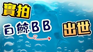 【on.cc東網】激罕瞬間！水族館拍到白鯨產子