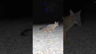 Gray Fox marking his corn cobs this morning 4:44am #Arlo