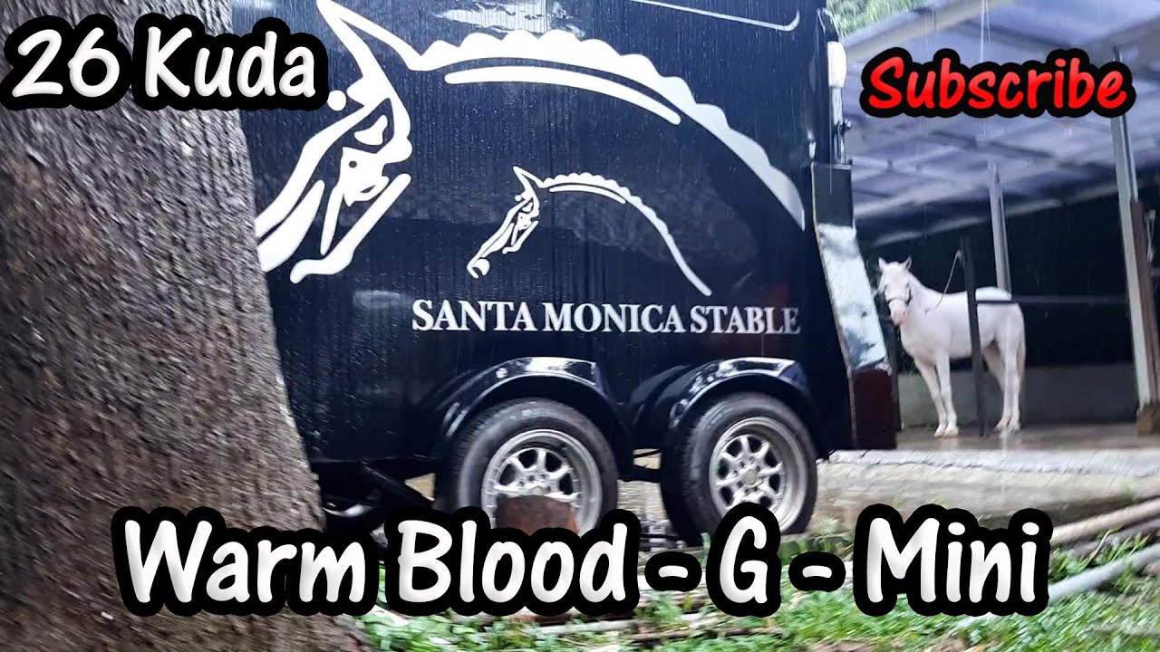 Koleksi 26 Kuda Warm Blood  || Santa Monica Stable
