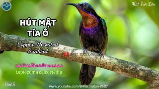 ✅Tiếng chim Hút mật tía ô mồi chuẩn không tạp âm | Copper-throated Sunbird call sound (P5)