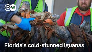 Why Floridians Are Happy About Freezing Iguanas Falling From Trees Dw News