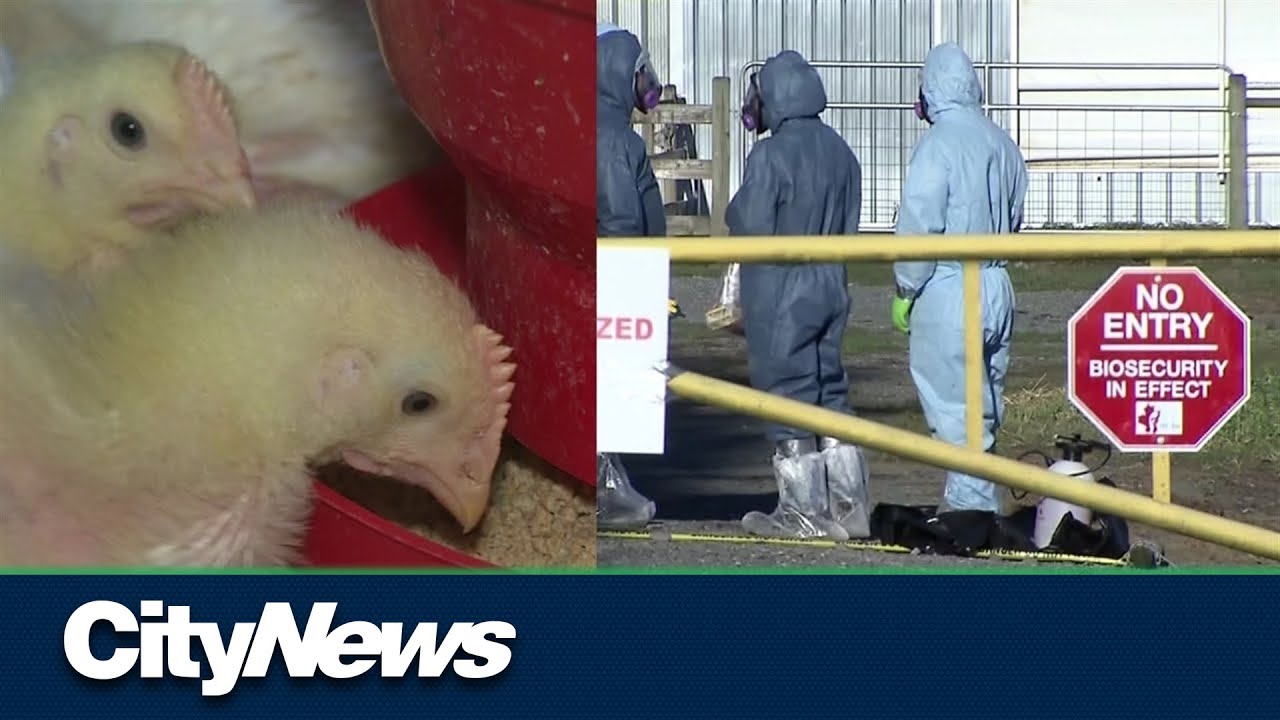 B.C. Farmers preparing for potential avian flu outbreak - YouTube