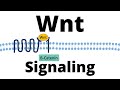 Understanding Beta-Catenin Signaling and Its Implications