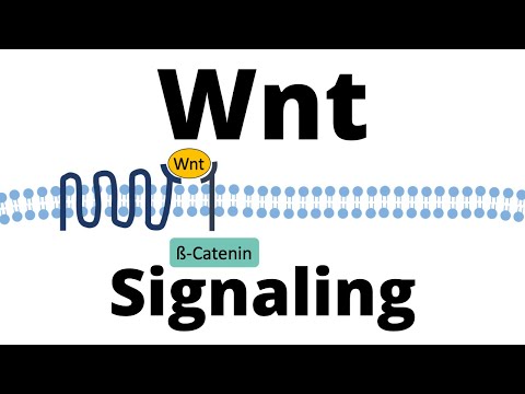 Video: Wnt / ß-catenin Signalering I äggstockscancer: Insikter I Dess Hyperaktivering Och Funktion Vid Tumörgenes