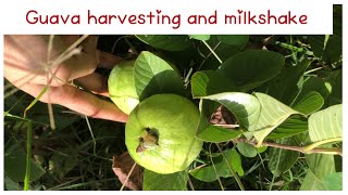 How to make guava milkshake # milk smoothie # guava harvesting # healthy milkshake