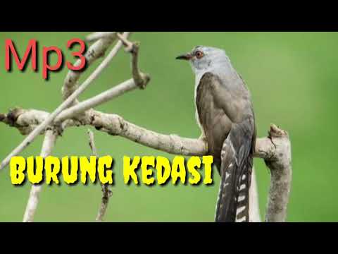 Mp3 Burung Kedasi Mantap Cocok Untuk Di Jadikan Suara Pikat Youtube