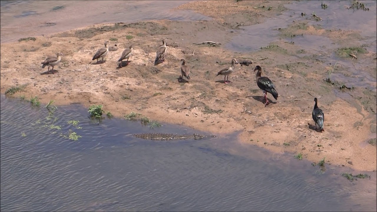 Spur winged Goose and Crocodile at Ngwenya Lodge 
