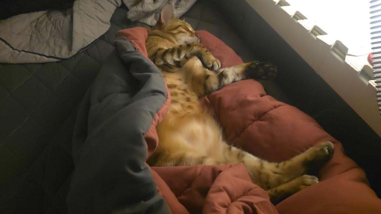 편의점 고양이 무닝이 l 외출 전, 무닝이 보고싶은 사람?!