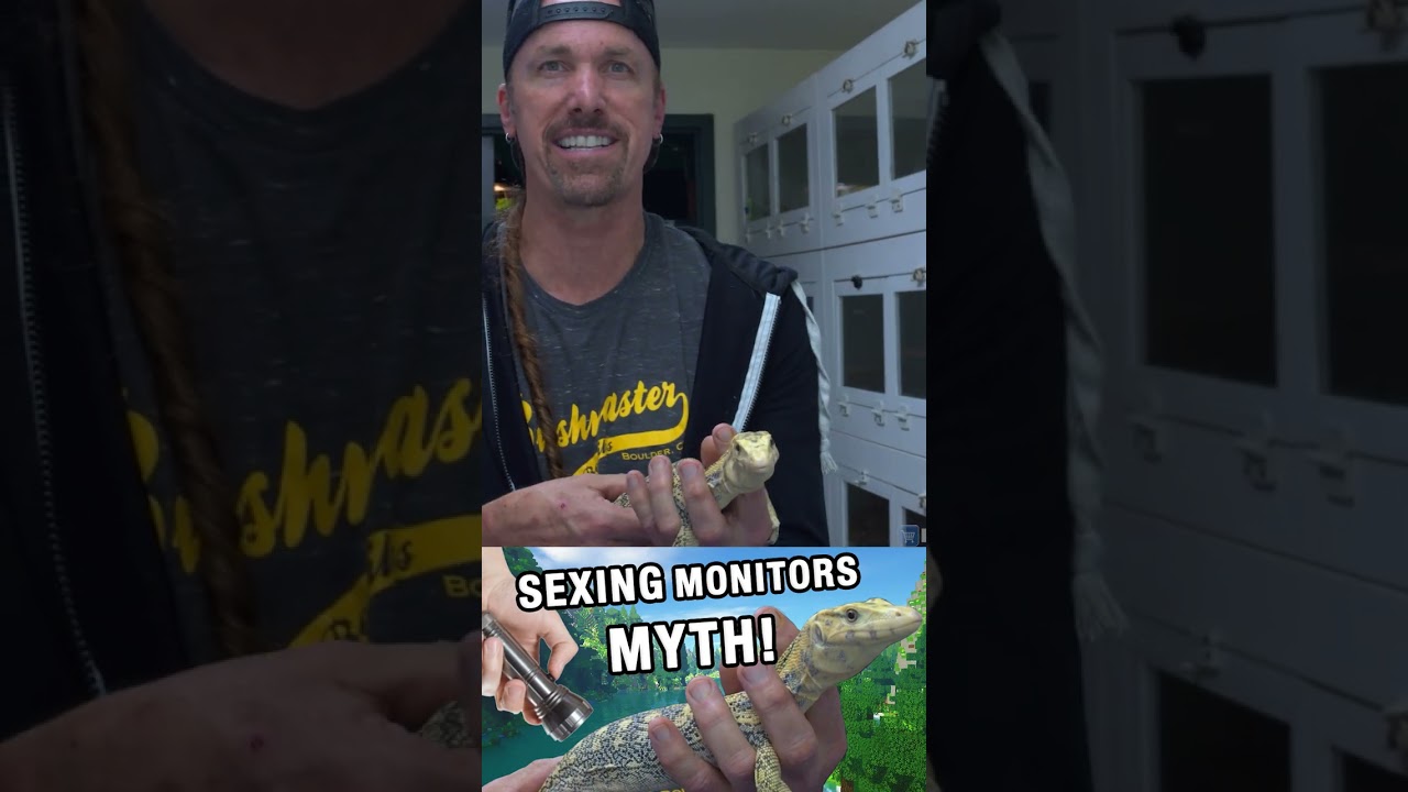 BIG MYTH! Gendering Water Monitor Lizards