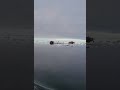 Walruses on the ice near Wales, Alaska on 7 June 2024.