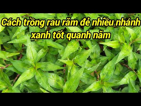 Video Cách trồng rau răm nhanh lớn, bụi to - youtube
