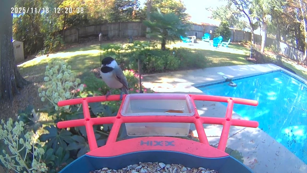 Wings in Silence | Peaceful Nature Feed