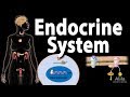 The endocrine system overview animation