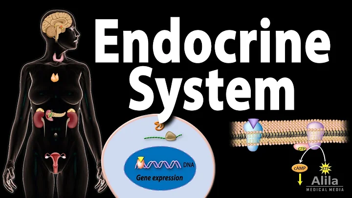 The Endocrine System, Overview, Animation - DayDayNews