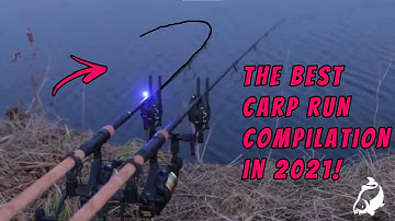 CARP RUN COMPILATION - THE BEST OF 2021! PART 7!