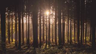 Sounds of the FOREST | relaxation, meditation, sleep, focus | 1 Hour | Chill Machine