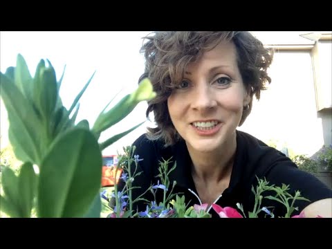 Vídeo: Fall Mulch For Plants - Dicas sobre Mulching em torno de plantas no outono
