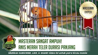 Masteran Sangat Ampuh Burung Anis Merah Teler Durasi Panjang