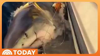 Massive Great White Shark Appears Headed for Cape Cod