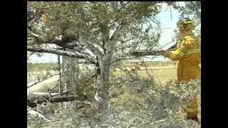 Firecracker ignites grassfire