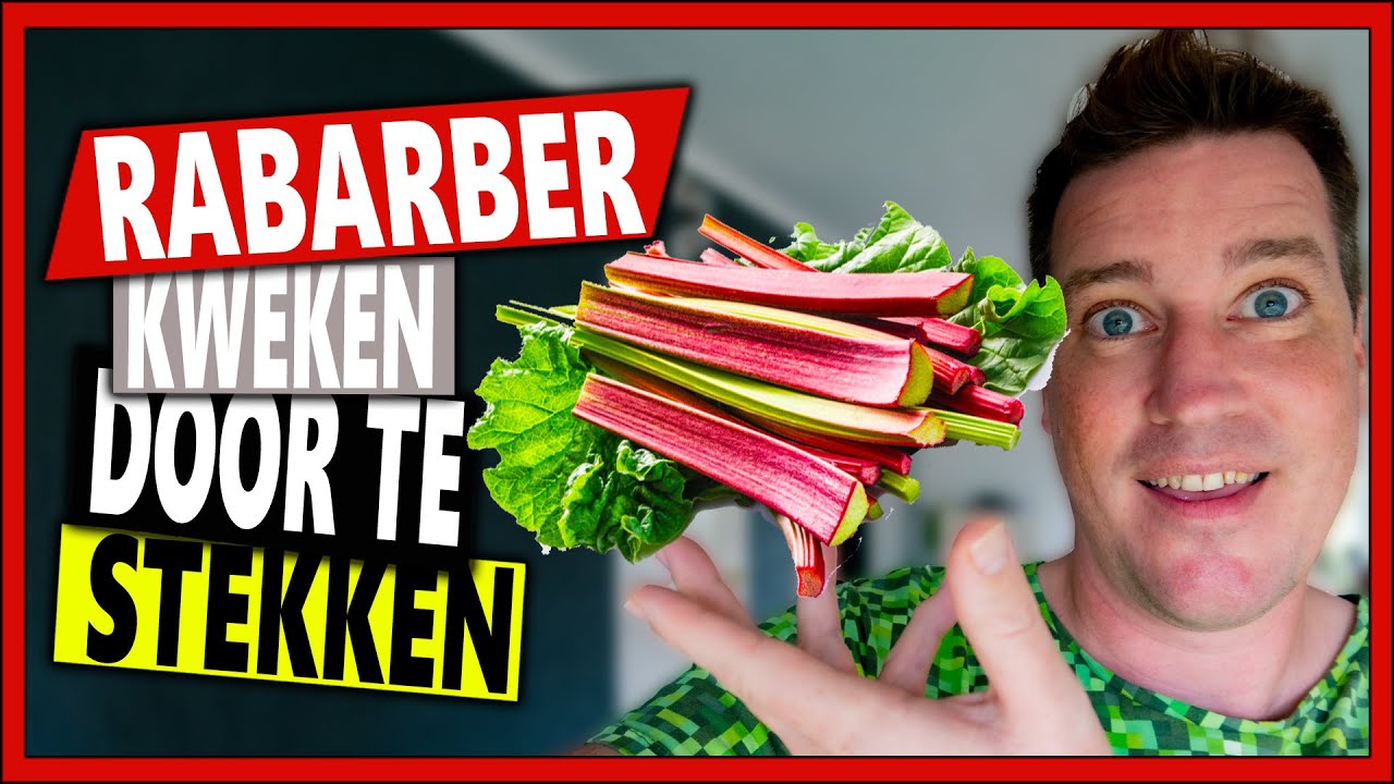 RABARBER KWEKEN DOOR TE STEKKEN | Week 43 | Vlog 108 | Rabarber kweken en oxalis vermeerderen