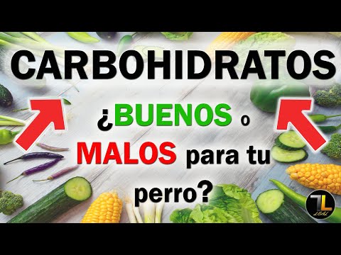 Video: Las Dietas Altas En Carbohidratos No Son Las Mejores Para Los Perros