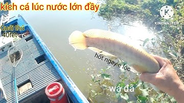 Hốt Sạch Bầy Cá Lóc Đang Đi Tìm Chỗ Ẩn Nấp Lúc Nước Lớn Đầy Mà... /kích cá miền Tây