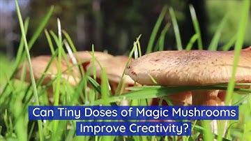 Can Tiny Doses of Magic Mushrooms Improve Creativity | Health Reporter